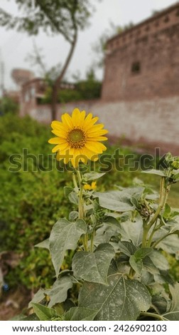 This pic reflects the Sun flower and its taking at 4PM PST in Summer Season