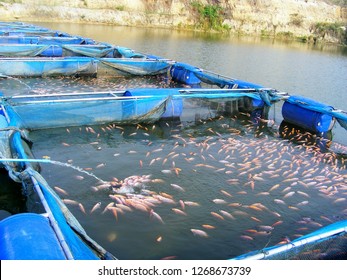 this pic show the Aquaculture farm on river, there are rearing  tilapia fish in cage, Aquaculture concept.