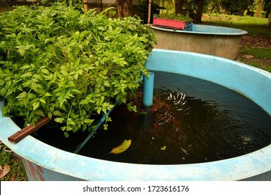 this pic show the aquaponics system have planting vegetables with cultured fish in a plastic pond, it's recycle water in closed sytem