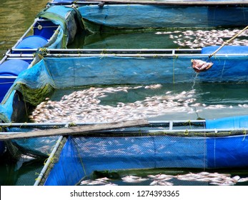 1,194 Dead Tilapia Images, Stock Photos & Vectors | Shutterstock