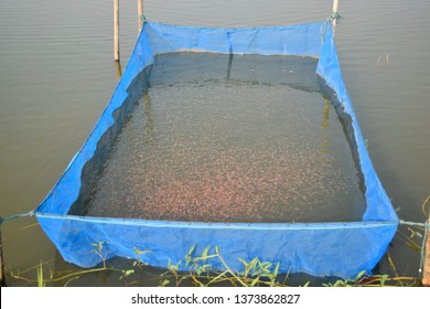 This Pic Show  Fingerling Red Tilapia Fish Nursing In The Net Cage On The Earthern Pond, Aquaculture Concept