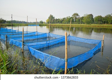 This Pic Show  Fingerling Red Tilapia Fish Nursing In The Net Cage On The Earthern Pond, Aquaculture Concept