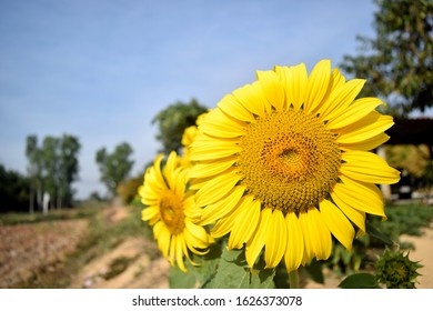 328 Sunflower calyx Images, Stock Photos & Vectors | Shutterstock