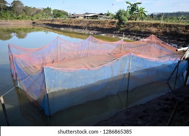 This Pic Show Nets Cage For Nursery Fingerling Fish For Release In Rearing Pond, Aquaculture Concept