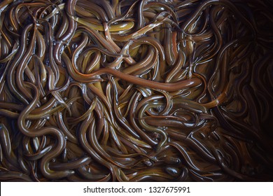 this pic show the Swamp eels or Paddy eels in the tank, it is has scientific name Monopterus albus, Aquaculture and aquatic animal background concept