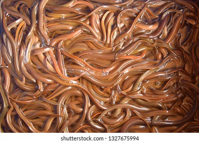 this pic show the Swamp eels or Paddy eels in the tank, it is has scientific name Monopterus albus, Aquaculture and aquatic animal background concept