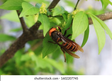 This Is A Picture Asian Giant Hornet 