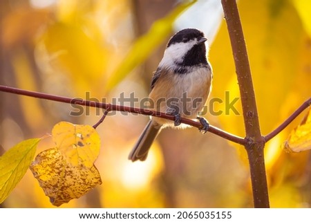 This is a picture of a black capped Chickadee taken in the fall at a park in Prince George BC Canada.