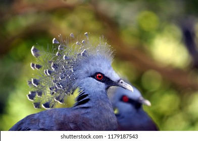 Malay pigeon in Mother and