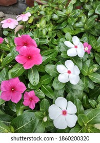 This Picture Contains (from Left To Right) Cora Cascade Magenta Vinca, Valiant Apricot Vinca, And Valiant Orchid Vinca. 