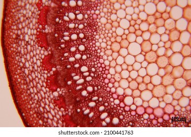 This picture is a cross section of stem plant tissue and under a light microscope. 
Found in many types of plant tissues, such as ground tissue (parenchyma cell, collenchyma cell, sclerenchyma)
