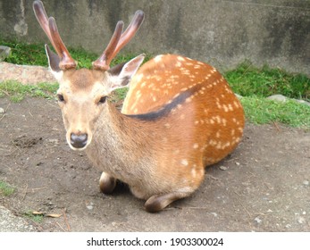 Nara Deer Images Stock Photos Vectors Shutterstock