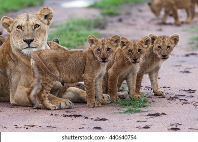 This Is A Picture Of A Female Of Lion And Her Cubs. It Is An Excellent Illustration In The Soft Light. It Is An Excellent Illustration Which Shows Wildlife.