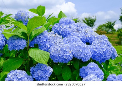 This is a picture of a hydrangea