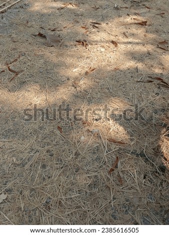 This is a picture of leaves and straw which are fallen on the ground