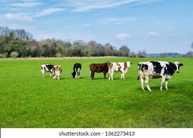 This Is A Picture Of Multiple Cows Grazing In A Field In Ireland