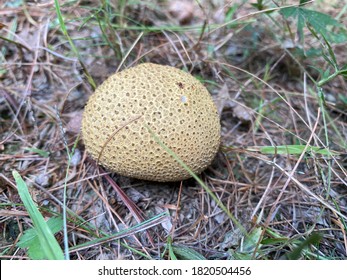 This is a picture of one puffy looking mushroom growing on the forest floor. There’s lots of brown twigs sticks and Pineneedles as well as some shoots of green grass and weeds.￼