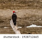 This is a picture of a Pileated woodpecker sitting on an old log by the Nechako River.