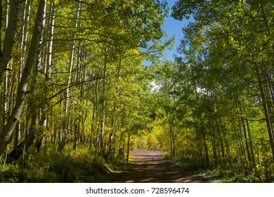 This is the picture of a road to forest with clouds and blue sky with yellow leafs Aspen in Autumn, Colorado.
