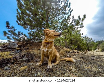 This Picture Show Molly The Dog With A Tree At The Background. It Was Shot With A Go Pro Camera.