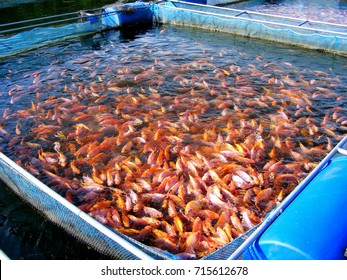 This Picture show Red Tilapia culture in cage at Aquaculture farm in River from Thailand It is economic species of freshwater fish in Thailand