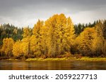 This is a picture showing the fall collors taken on the Nechako river near Orince George BC Canada