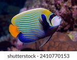 This picture shows an emperor angelfish (Pomacanthus imperator). Taken in the Red Sea.