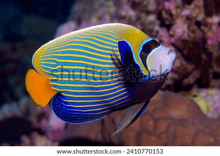 This picture shows an emperor angelfish (Pomacanthus imperator). Taken in the Red Sea.