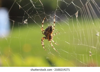 This Picture Shows A Garden Spider Sitting In Her Web And Hunting Insects. 