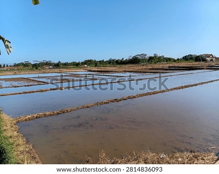This picture shows a plot of rice paddies in rural areas that are in the preparation stage of land or piracy for the rice planting season. Land has been plowed, razed, and flooded to soften the soil and control weeds before seeds are planted.