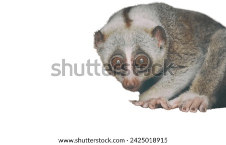 This picture shows the pygmy slow loris against a white background 