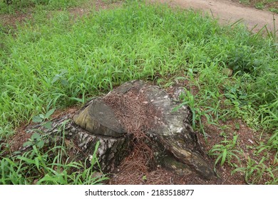 This Is A Picture Of A Sick Tree.