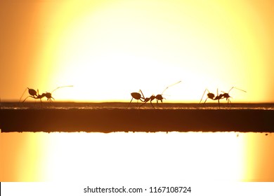 27,044 Ants teamwork Stock Photos, Images & Photography | Shutterstock