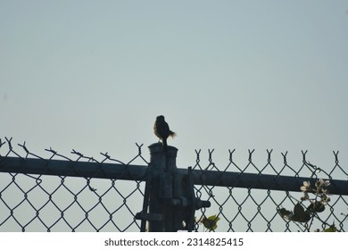 This is a picture of a small bird on top of a fence on a sunny day