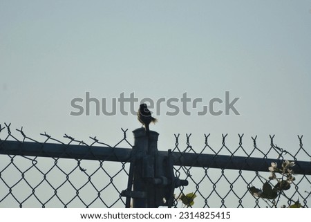 This is a picture of a small bird on top of a fence on a sunny day