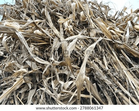 This picture is of a stack of dried cornstalks ready to burn.