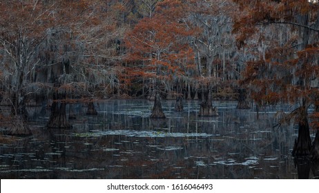 Caddo Lake Images Stock Photos Vectors Shutterstock