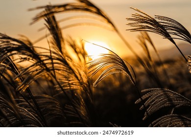 This is a picture of a sunset in a reed field in Jeju Island - Powered by Shutterstock