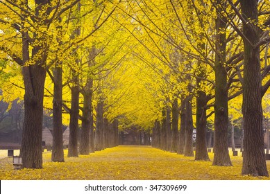 This picture was taken at Nami island,South Korea,It is a beautiful row of ginkgo.