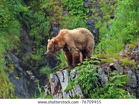 This picture is taken on Kodiak Island of a Grizzly Bear watching the habitat near Fraser Lake