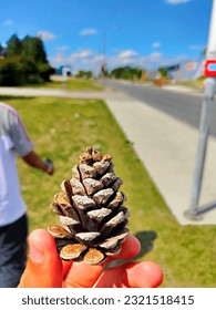 This is the picture of a tiny pine tree shaped wood . 
