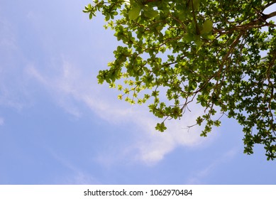 this picture when i look up the sky at lunch time, under the canopy of tree with blue sky