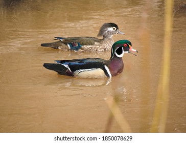 This Is A Picture Of Wood Ducks Taken Near Prince George BC Canada