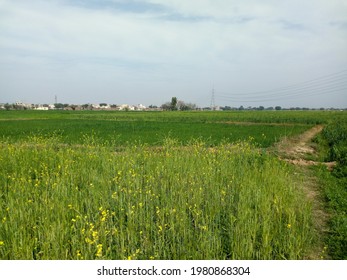 This Is Pictures Of My Village Near Gujrat Punjab Pakistan Green Grass And Beautiful Seen 