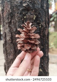 This is a pine fruit, it cannot be eated but can be used for handmade crafts