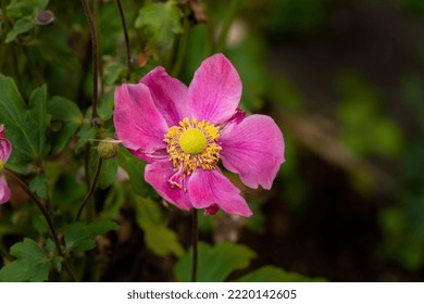 This pink autumn anemone or Anemone hupehensis belongs to the Ranunculaceae family and flowers all autumn. - Shutterstock ID 2220142605