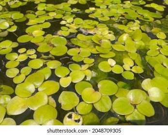 This Plant Is An Amazon Frogbit Which Is Useful For Absorbing Ammonia In Guppy, Molly, Platy, Betta Fish Ponds And Others.