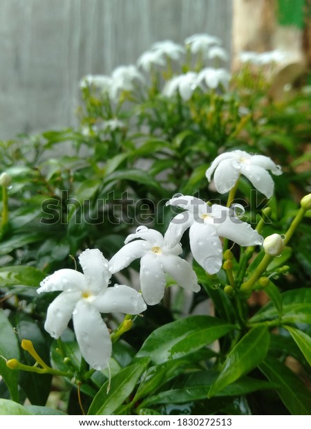この植物はジャスミンと呼ばれ ラテン語の名前はjasminumで この植物は多くの色を持ち その一つが白です の写真素材 今すぐ編集