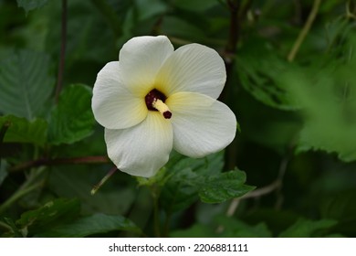 This Plant Grows To 6 Feet Tall And 3 Feet Wide. The Large Lemon-yellow Flowers Last Only A Day But The Long Bloom Season Makes Up For It.