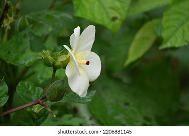 This Plant Grows To 6 Feet Tall And 3 Feet Wide. The Large Lemon-yellow Flowers Last Only A Day But The Long Bloom Season Makes Up For It.